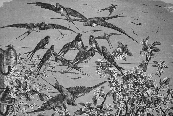 Framed Print : Swallows in the spring, historical engraving, 1869 Framed Print : Swallows in the spring, historical engraving, 1869