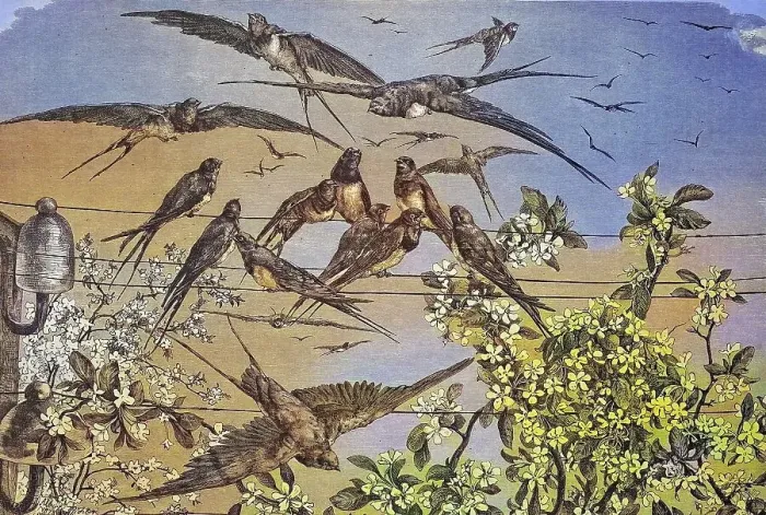 Framed Print : Swallows in Spring, historical engraving Framed Print : Swallows in Spring, historical engraving