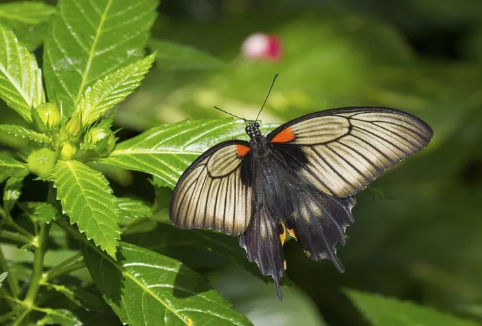 Framed Print : Swallowtail (Atrophaneura sp.)