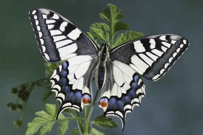 Framed Print : Swallowtail butterfly (Papilio machaon) Framed Print : Swallowtail butterfly (Papilio machaon)