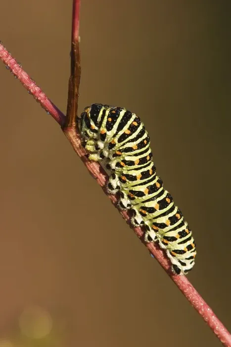Framed Print : Swallowtail caterpillar (Papilio machaon)