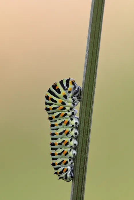 Framed Print : Swallowtail caterpillar (Papilio machaon)
