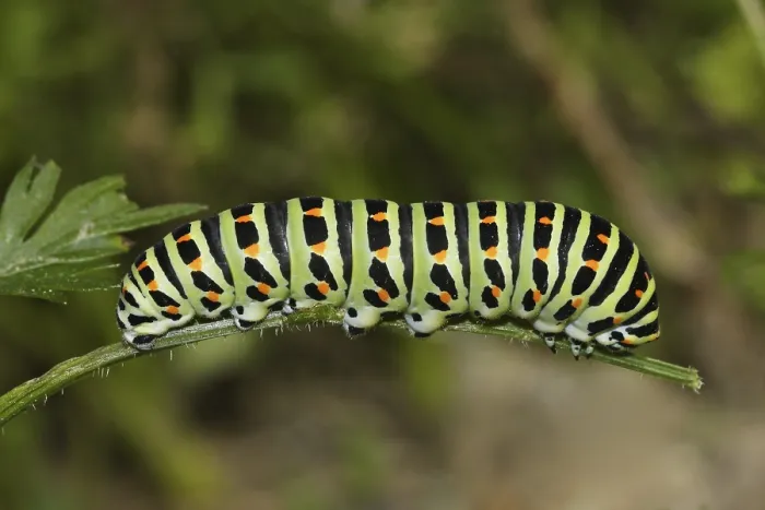 Framed Print : Swallowtail, Caterpillar, Papilio machaon