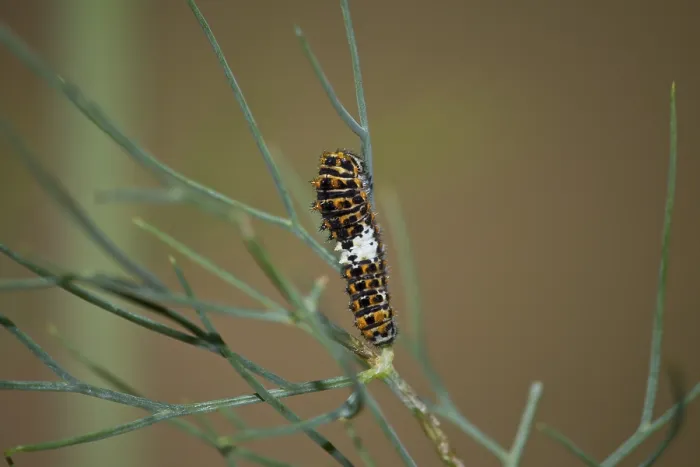 Framed Print : Swallowtail, Caterpillar, Papilio machaon
