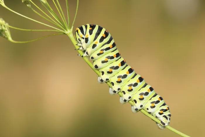 Framed Print : Swallowtail caterpillar (Papilio machaon)