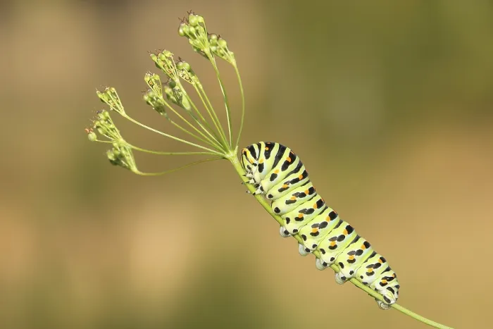 Framed Print : Swallowtail caterpillar (Papilio machaon)