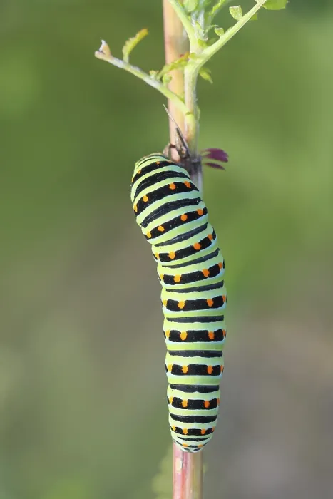 Framed Print : Swallowtail caterpillar (Papilio machaon)