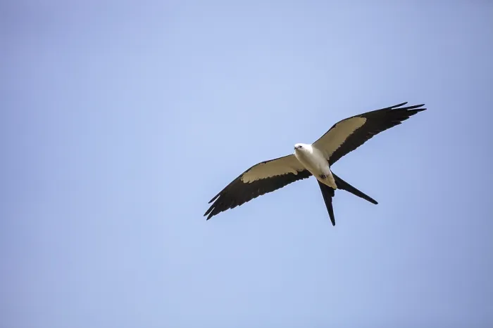 Framed Print : Swallowtail kite Elanoides forficatus flies across a blue sky in Naples