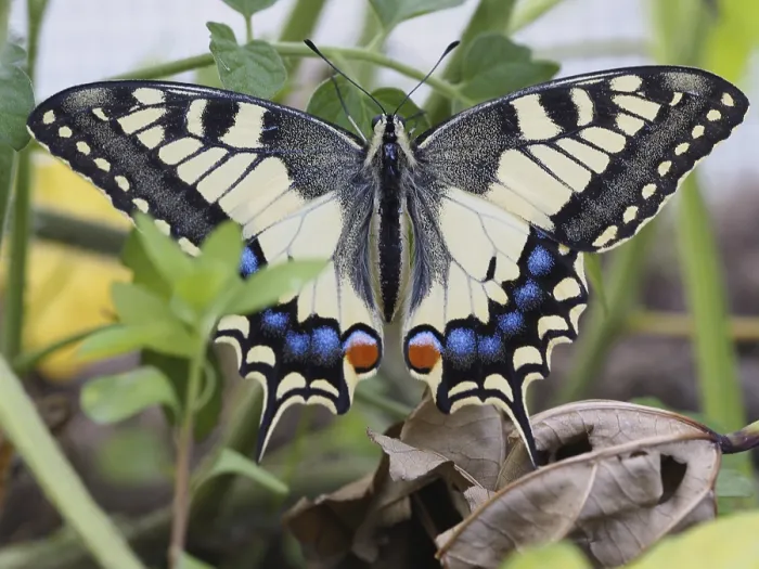Framed Print : Swallowtail, Papilio machaon