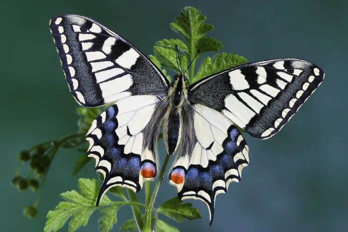 Framed Print : Swallowtail (Papilio machaon), insect Framed Print : Swallowtail (Papilio machaon), insect