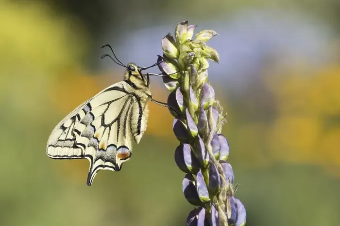 Framed Print : Swallowtail (Papilio machaon) to Lupin (Lupinus)