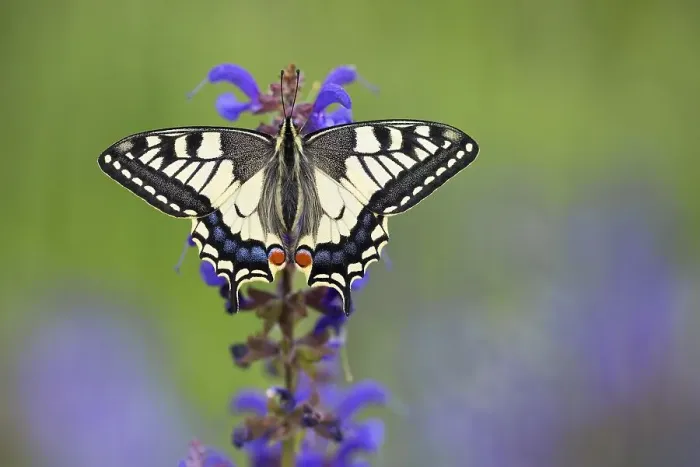 Framed Print : Swallowtail (Papilio machaon) in a meadow sage