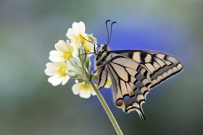 Framed Print : Swallowtail (Papilio machaon), on primrose