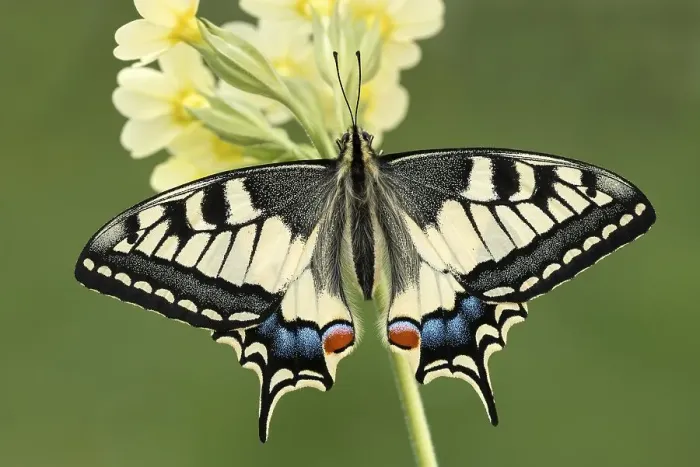 Framed Print : Swallowtail (Papilio machaon) on primrose