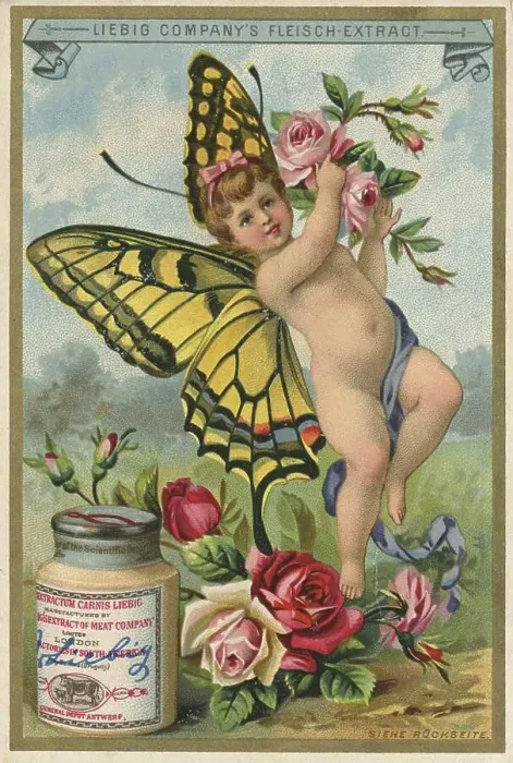 Framed Print : Swallowtail, under roses, digitally restored reproduction of a public domain collector's picture from c