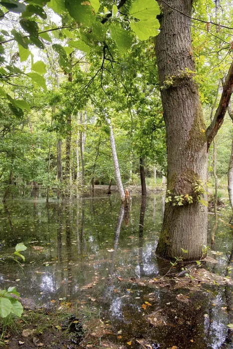 Framed Print : Swamp forest, high water level in mixed deciduous forest