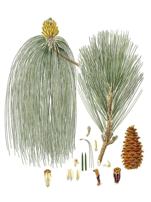 Framed Print : Swamp pine, Pinus palustris, Pinus longifolia, Long-leaved Indian pine, tree, digitally enhanced reproduction of an original by Aylmer Bourke Lambert (1761 - 1842), English botanist, published around 1810
