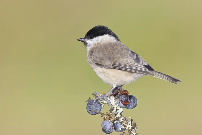 Framed Print : Swamp tit, (Parus palustris), sitting on a branch in a blackthorn bush