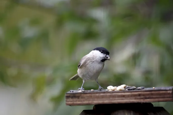 Framed Print : Swamp tit (Poecile palustris), bird food Framed Print : Swamp tit (Poecile palustris), bird food