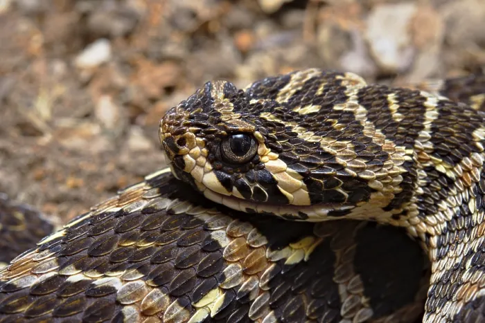 Framed Print : Swamp Viper (Proatheris superciliaris) Malawi