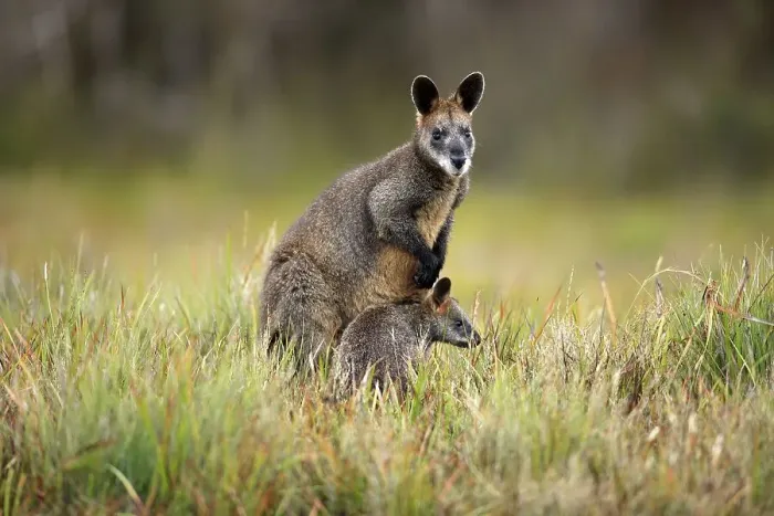 Framed Print : Swamp Wallabies (Wallabia bicolor)