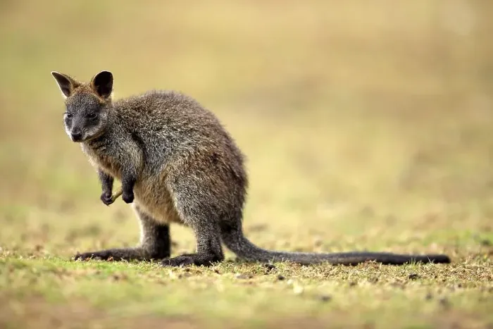 Framed Print : Swamp Wallabies (Wallabia bicolor)
