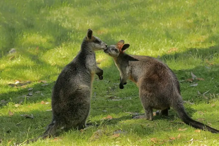 Framed Print : Swamp wallaby (Wallabia bicolor)