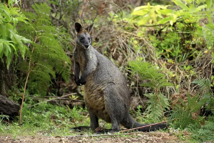 Framed Print : Swamp Wallaby (Wallabia bicolor) Framed Print : Swamp Wallaby (Wallabia bicolor)