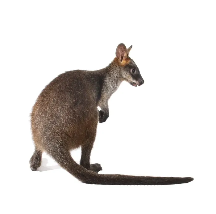 Framed Print : Swamp Wallaby (Wallabia bicolor) Framed Print : Swamp Wallaby (Wallabia bicolor)