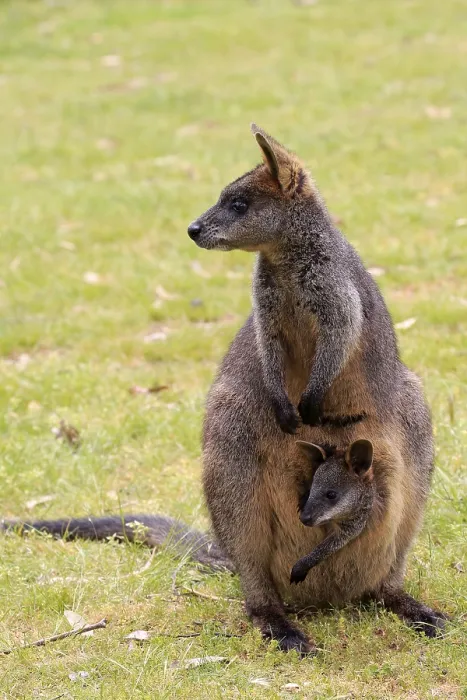 Framed Print : Swamp Wallaby (Wallabia bicolor)