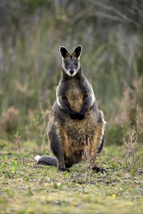 Framed Print : Swamp Wallaby (Wallabia bicolor)