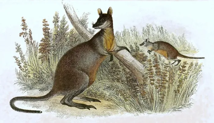 Framed Print : Swamp wallaby (Wallabia bicolor) is a species of marsupial in the kangaroo family