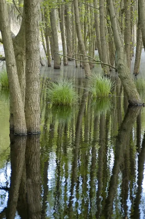Framed Print : Swamp in the woods of National Park Vorpommersche Boddenlandschaft Germany Framed Print : Swamp in the woods of National Park Vorpommersche Boddenlandschaft Germany