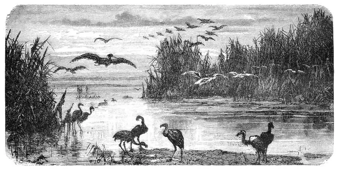 Framed Print : Swampland in Florida. Illustration originally published in Hesse-Warteggs Nord Amerika Framed Print : Swampland in Florida. Illustration originally published in Hesse-Warteggs Nord Amerika