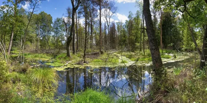 Framed Print : Swampland, Wurzacher Ried, Bad Wurzach