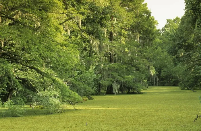 Framed Print : Swampy bayou in the Atchafalaya basin