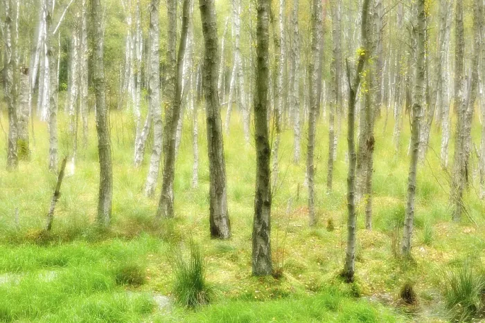 Framed Print : Swampy birch forest, double exposure Framed Print : Swampy birch forest, double exposure