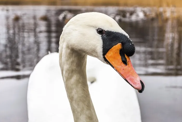 Framed Print : Swan