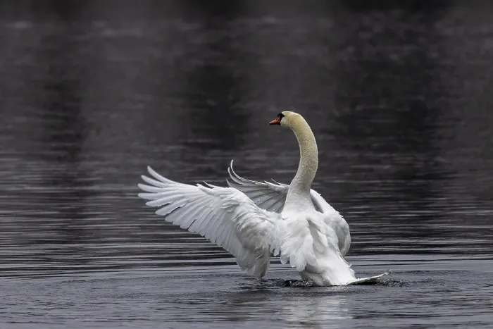 Framed Print : A swan in calm water raises its wings in a stylish pose