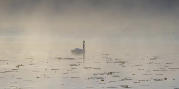 Framed Print : Swan (Cygnus olor) at sunrise with early fog at Hopfensee near Fussen