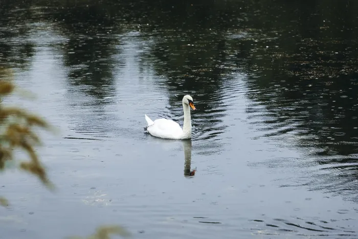 Framed Print : A swan (Cygnus) swimming on a pond in the rain Framed Print : A swan (Cygnus) swimming on a pond in the rain