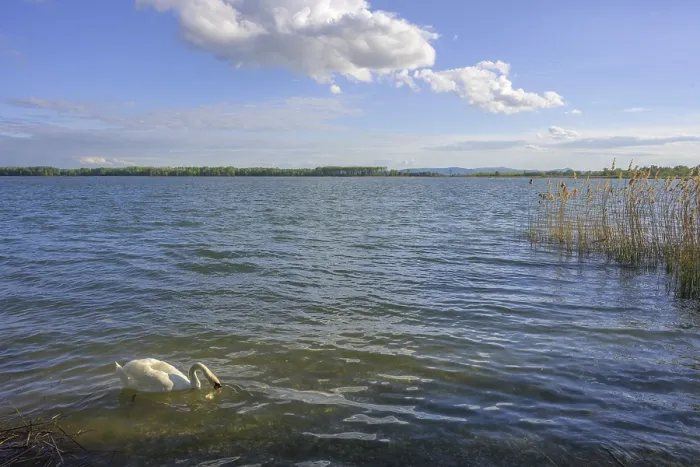 Framed Print : Swan on Drava reservoir, Prelog Framed Print : Swan on Drava reservoir, Prelog