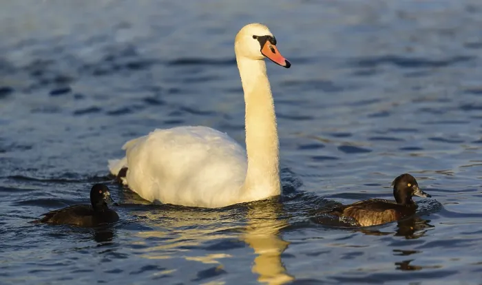 Framed Print : A swan with ducklings swimming peacefully on a lake Framed Print : A swan with ducklings swimming peacefully on a lake