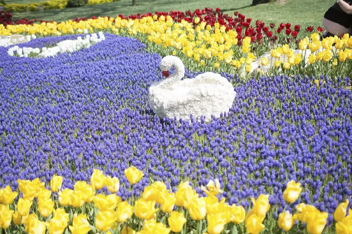 Framed Print : Swan figure made of flowers in the spring flower garden