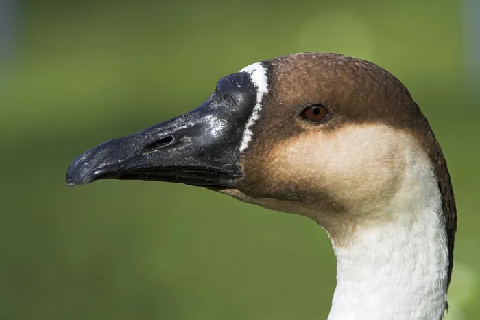 Framed Print : Swan Goose (Anser cygnoides), Germany, Europe