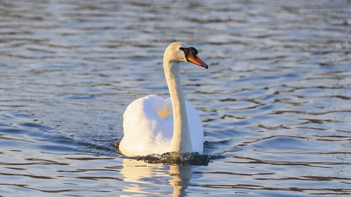 Framed Print : A swan peacefully swimming away