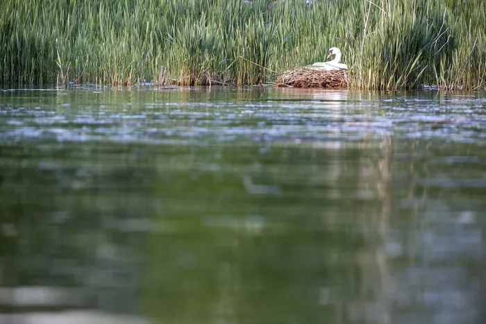 Framed Print : A swan sits on its nest at the edge of a calm body of water