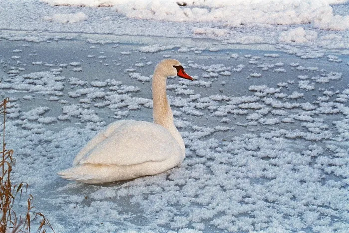 Framed Print : Swan sitting on ice rink, frozen Elbe