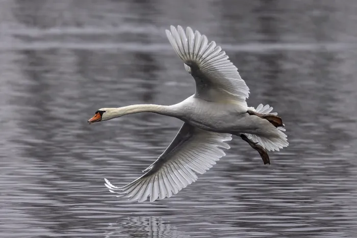 Framed Print : Swan with wide spread wings flying elegantly over the water Framed Print : Swan with wide spread wings flying elegantly over the water