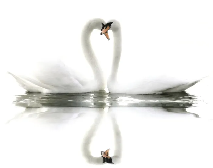 Framed Print : Swans Framed Print : Swans